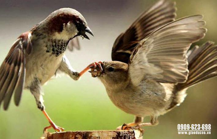 Vì sao chim lại hót và làm thế nào những chú chim nhỏ có thể hót to vang,  khỏe?